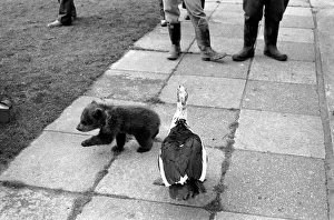 Twin Brown Bears. Little bear is chased by a large bird. March 1975 75-01620-009 Twin Brown Bears. Little bear is chased by a large bird. March 1975 75-01620-009