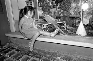 Unusual: Animals: 'Trapped Parrot'. June 1970 70-5890-002 Unusual: Animals: 'Trapped Parrot'. June 1970 70-5890-002