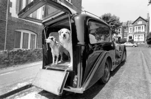 Unusual. Humour. Animals. 18 months ago Mr. Harry Young of Crouch Hill bought a 1934 Unusual. Humour. Animals. 18 months ago Mr. Harry Young of Crouch Hill bought a 1934