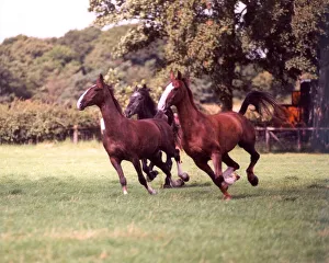 Some of the Vaux Brewery horses enjoying their annual summer holiday in 1997 Some of the Vaux Brewery horses enjoying their annual summer holiday in 1997
