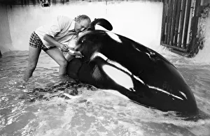 Vet David Taylor with Ramu the killer whale at Windsor Safari Park. May 1976 Vet David Taylor with Ramu the killer whale at Windsor Safari Park. May 1976