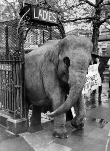 Vicki the elephant at the loo for your convenience. May 1981 P011800 Vicki the elephant at the loo for your convenience. May 1981 P011800