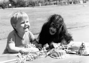 Victoria the orang utan celebrates her first birthday with her closest friend Victoria the orang utan celebrates her first birthday with her closest friend