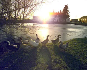 The village pond and ducks in front of the Rose Pub in the village of Baxterley nr The village pond and ducks in front of the Rose Pub in the village of Baxterley nr