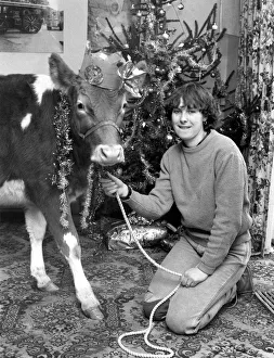 Virginia Tompkins seen here with her pet cow wearing her christmas hat Virginia Tompkins seen here with her pet cow wearing her christmas hat