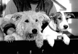 Waiting... Two pets, with hang-dog expressions who teamed up as pals at the dogs Waiting... Two pets, with hang-dog expressions who teamed up as pals at the dogs
