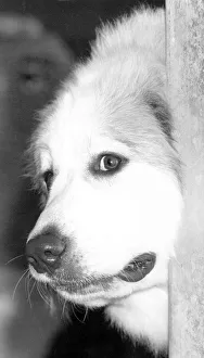 Waiting in the wings. A huge Pyrenean dog sits in its kennel ready for it' Waiting in the wings. A huge Pyrenean dog sits in its kennel ready for it'