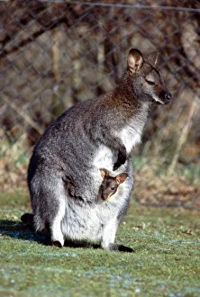 A Wallaby and her Baby at Calderpark Zoo in Glasgow February 1983 A Wallaby and her Baby at Calderpark Zoo in Glasgow February 1983