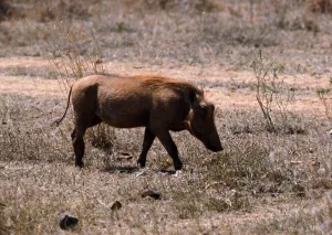 Warthog, Nairobi Game Park in Kenya February 1971 Warthog, Nairobi Game Park in Kenya February 1971