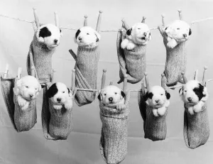 Washday for a litter of Old English Sheepdog puppies, hanging on a clothes line in socks Washday for a litter of Old English Sheepdog puppies, hanging on a clothes line in socks