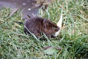 A water vole at Severn Wildfow Trust in Slimbridge Glocuestershire October 1980 A water vole at Severn Wildfow Trust in Slimbridge Glocuestershire October 1980