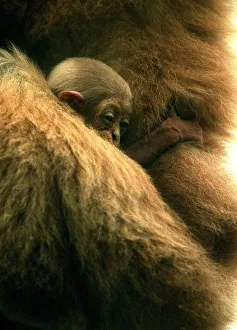 Three week old baby Gibbon called Lar seen here at Drayton Manor Zoo Three week old baby Gibbon called Lar seen here at Drayton Manor Zoo