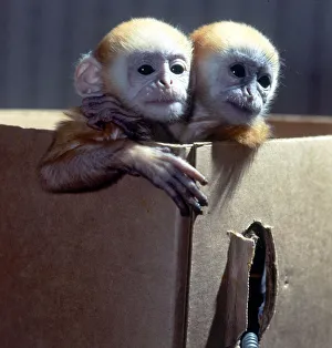 Three week old baby Langur monkeys Peter and Pop which are being hand-reared at Twycross Three week old baby Langur monkeys Peter and Pop which are being hand-reared at Twycross