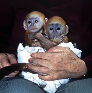 Three week old baby Langur monkeys Peter and Pop which are being hand-reared at Twycross Three week old baby Langur monkeys Peter and Pop which are being hand-reared at Twycross