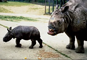 Three week old Indian rhinoceros named Ropen with his mother Roopa at Whipsnade Zoo Three week old Indian rhinoceros named Ropen with his mother Roopa at Whipsnade Zoo