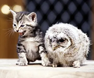 Four week old kitten with a baby tawny owl at Surrey Bird Rescue Centre at Chertsey June Four week old kitten with a baby tawny owl at Surrey Bird Rescue Centre at Chertsey June