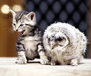Four week old kitten with a baby tawny owl at Surrey Bird Rescue Centre at Chertsey June Four week old kitten with a baby tawny owl at Surrey Bird Rescue Centre at Chertsey June