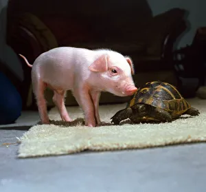Three week old piglet and tortoise at Surrey Bird Rescue Society in Chertsey June Three week old piglet and tortoise at Surrey Bird Rescue Society in Chertsey June