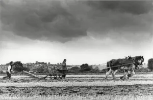West Hallam & District ploughing & hedgecutting competition. 15th September 1988 West Hallam & District ploughing & hedgecutting competition. 15th September 1988