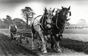 West Hallam - Harry Tomalin ploughing with his horses 15th October 1983 West Hallam - Harry Tomalin ploughing with his horses 15th October 1983