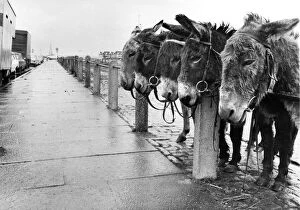 Images Dated 25th May 1981: A wet Bank Holiday at Blackheath, London. The wet weather kept customers away from