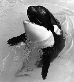 Whale: Waiting Killer Whale: May 1985 P006481 Whale: Waiting Killer Whale: May 1985 P006481