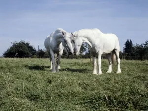 Two whitbread shire horses on holiday on a farm at Matfield near Tonbridge Two whitbread shire horses on holiday on a farm at Matfield near Tonbridge