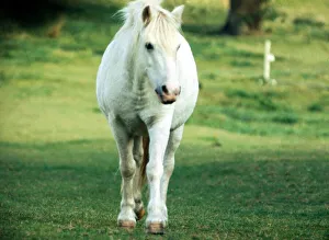 White horse in a field in Kent September 1972 White horse in a field in Kent September 1972
