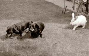 White Rabbit following two small dark lap dogs August 1970 White Rabbit following two small dark lap dogs August 1970