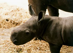 White Rhino baby born at Blackpool Zoo, named Nykasi July 1973 White Rhino baby born at Blackpool Zoo, named Nykasi July 1973
