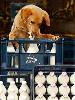 The white stuff Goldie the Retriever who is a milkaholic February 1992 The white stuff Goldie the Retriever who is a milkaholic February 1992