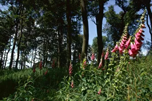 Wild flowers grow in the shade of Beachwood near Rotherfield Peppard in Oxon Wild flowers grow in the shade of Beachwood near Rotherfield Peppard in Oxon