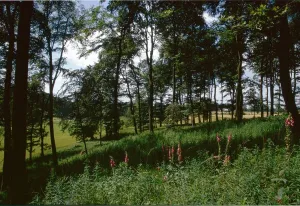 Wild flowers grow in the shade of Beachwood near Rotherfield Peppard in Oxon Wild flowers grow in the shade of Beachwood near Rotherfield Peppard in Oxon
