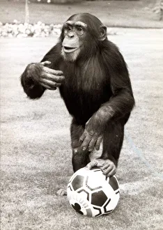 William the chimp with his football at Twycross Zoo in Leiciestershire October 1987 William the chimp with his football at Twycross Zoo in Leiciestershire October 1987