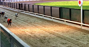Wilma the greyhound wins at Poole 1998 Wilma who ran away from racetrack crosses Wilma the greyhound wins at Poole 1998 Wilma who ran away from racetrack crosses