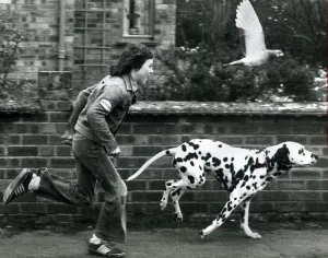 Winifield the dalmatian dog running down the stret with owner 12 year old John Cornell Winifield the dalmatian dog running down the stret with owner 12 year old John Cornell