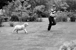 Woman feeding and grooming Larry the lamb. June 1980 Woman feeding and grooming Larry the lamb. June 1980