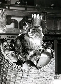 World's Champion Mouser Towser the cat, pet of Glenturret Distillery World's Champion Mouser Towser the cat, pet of Glenturret Distillery