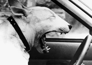 Yawning Bruce the Dog behind wheel of car 1987 Yawning Bruce the Dog behind wheel of car 1987