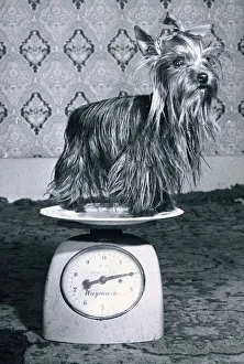 Two year old Yorkshire Terrier weighs in at only 2lbs Two year old Yorkshire Terrier weighs in at only 2lbs
