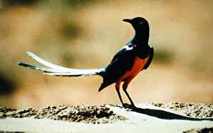Yellow Eyed Starling April 1971 A©Mirrorpix Yellow Eyed Starling April 1971 A©Mirrorpix