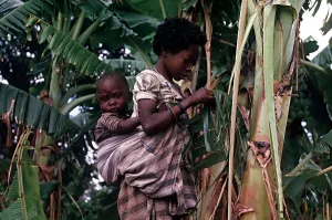 A young African girl strips a Banana Leaf to make a skirt in Quimbango A young African girl strips a Banana Leaf to make a skirt in Quimbango