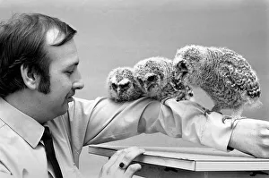 Three young baby owls perched on the arm of RSPCA officer David Barnes. May 1975 Three young baby owls perched on the arm of RSPCA officer David Barnes. May 1975