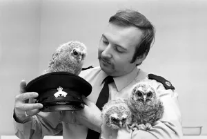 Three young baby owls with RSPCA officer David Barnes. May 1975 Three young baby owls with RSPCA officer David Barnes. May 1975