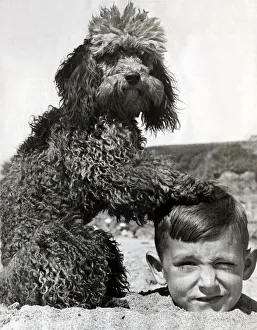 A young boy who has buried himself in the sand with his pet dog Ching the poodle while A young boy who has buried himself in the sand with his pet dog Ching the poodle while