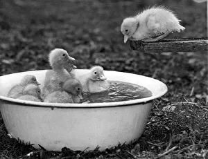 A young duckling thinks twice about taking the plunge with his friends. May 1976 A young duckling thinks twice about taking the plunge with his friends. May 1976