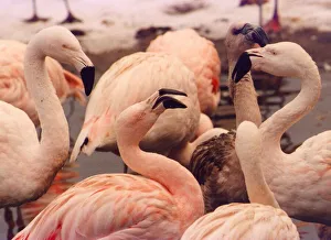 A young flamingo with grey plumage stands out amongst the pink elder ones A young flamingo with grey plumage stands out amongst the pink elder ones