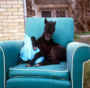Young foal sitting on a comfortable chair at kilverstone Wildlife Park January 1987 Young foal sitting on a comfortable chair at kilverstone Wildlife Park January 1987