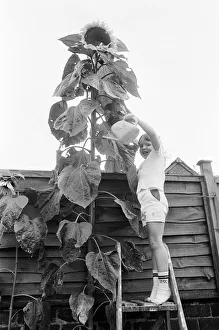Young gardener, Victoria Hazell, proudly waters the giant sun flower growing in her back Young gardener, Victoria Hazell, proudly waters the giant sun flower growing in her back