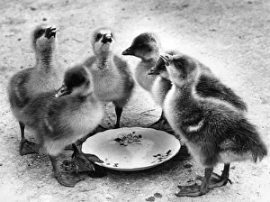 These young goslings are like Oliver Twist they want some more These young goslings are like Oliver Twist they want some more